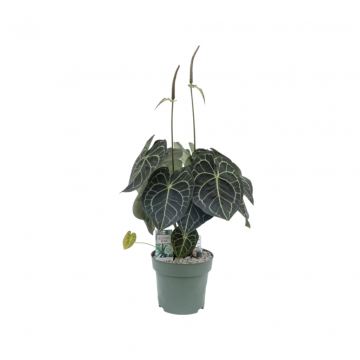 Aderplant (Anthurium Clarinervium) 80