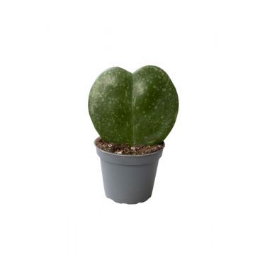 Hartjesplant (Hoya Kerrii) 8 cm