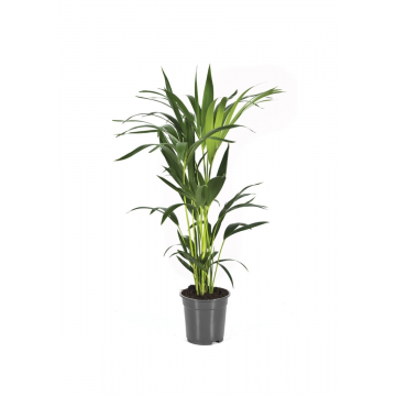 Kentia palm (Howea Forsteriana) 80 cm