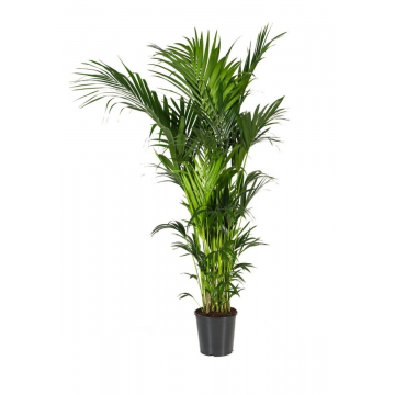 Kentia palm (Howea Forsteriana) 220 cm