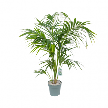 Kentia Palm (Howea Forsteriana) 180