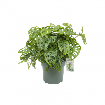 Rimpelgatenplant (Monstera Obliqua) 60
