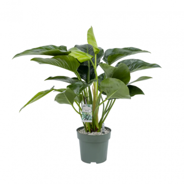 Philodendron Green Beauty 110