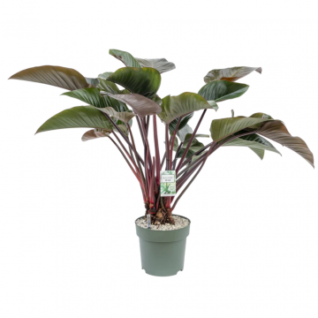Philodendron Red Beauty op Stam 110