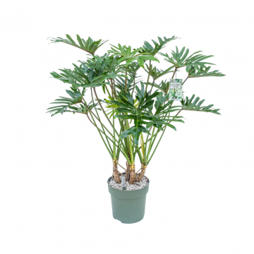 Philodendron Xantal 120