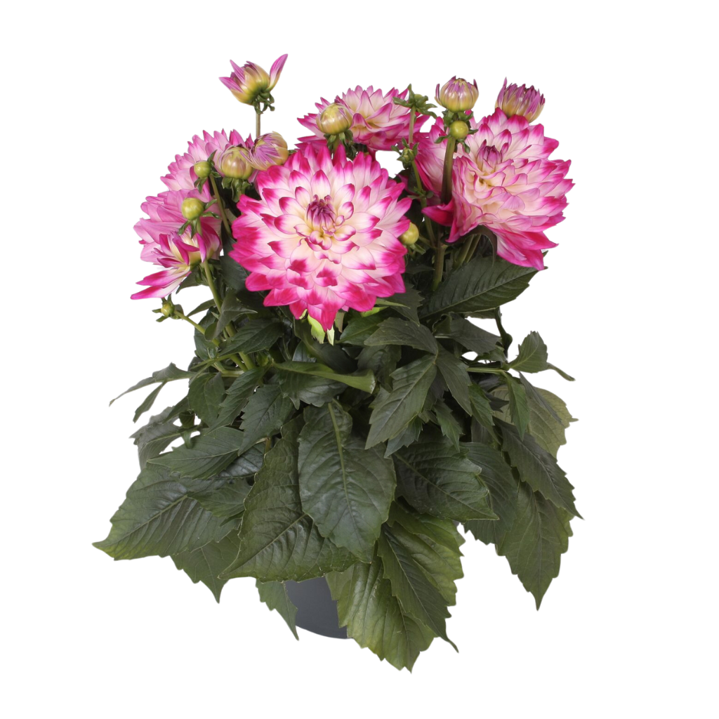 Dahlia (Asteraceae) H 60 ø 23 cm