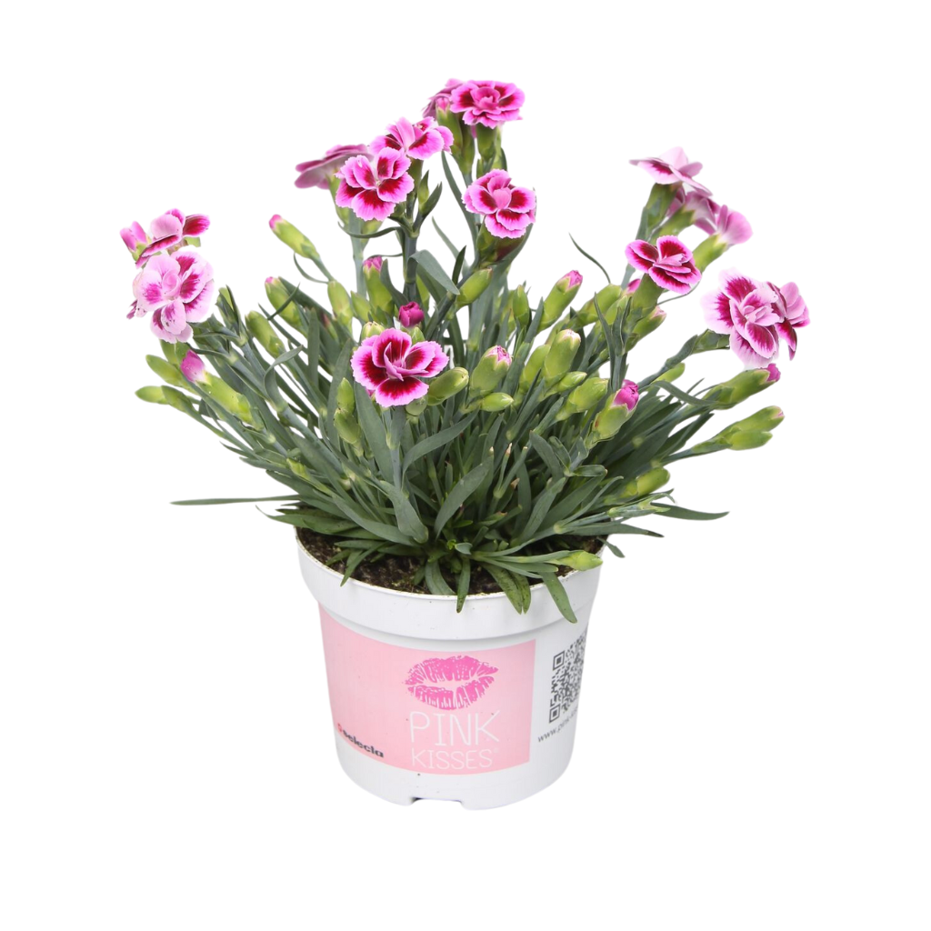 Anjer (Dianthus Pink Kisses) H 20 ø 10.5 cm