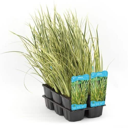 Mini bonte kalmoes (Acorus calamus Gramineus) Potmaat 9