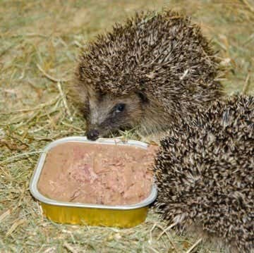 Wildbird Bio-paté voor egels