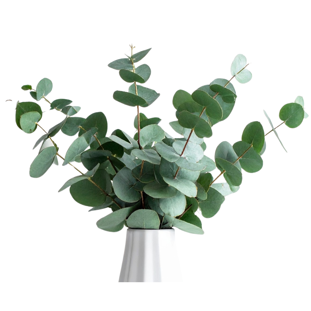 Eucaltypus cinerea per bos 70 cm