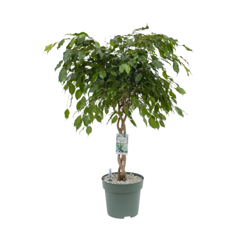Ficus Andora (Ficus Benjamina) 110 x 27 cm