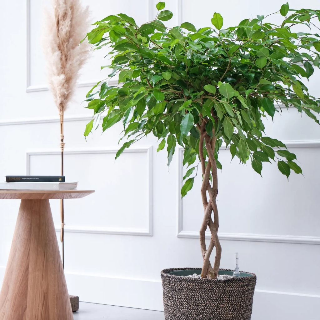 Ficus Andora (Ficus Benjamina) 110 x 27 cm