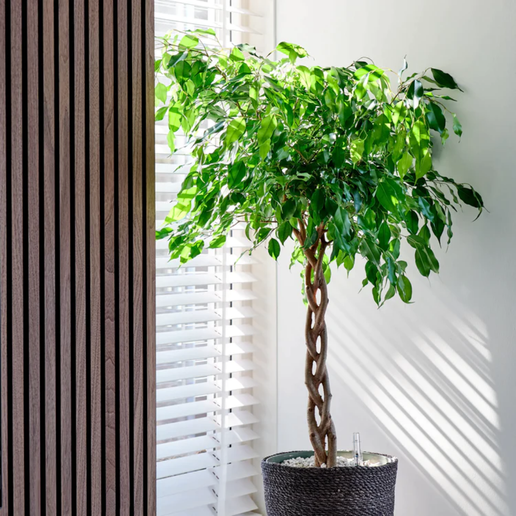 Ficus Andora (Ficus Benjamina) 110 x 27 cm