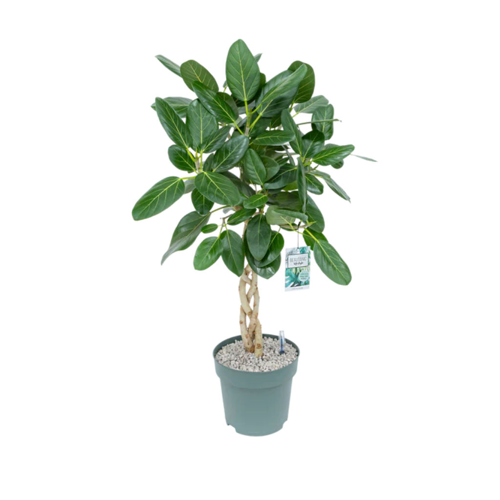 Ficus Audrey (Ficus Altissima) Gevlochten Stam 110 x 27 cm