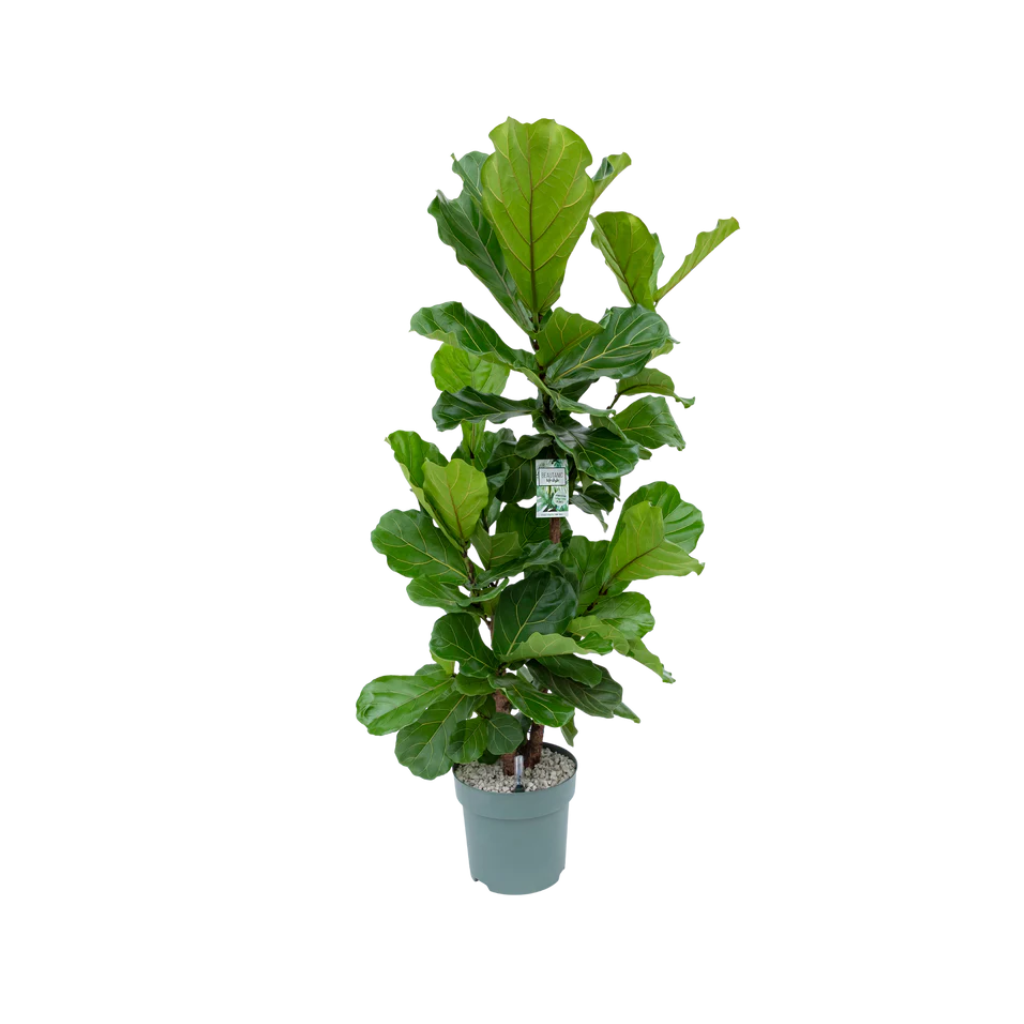Tabaksplant (Ficus Lyrata) Multistam 160 x 30 cm