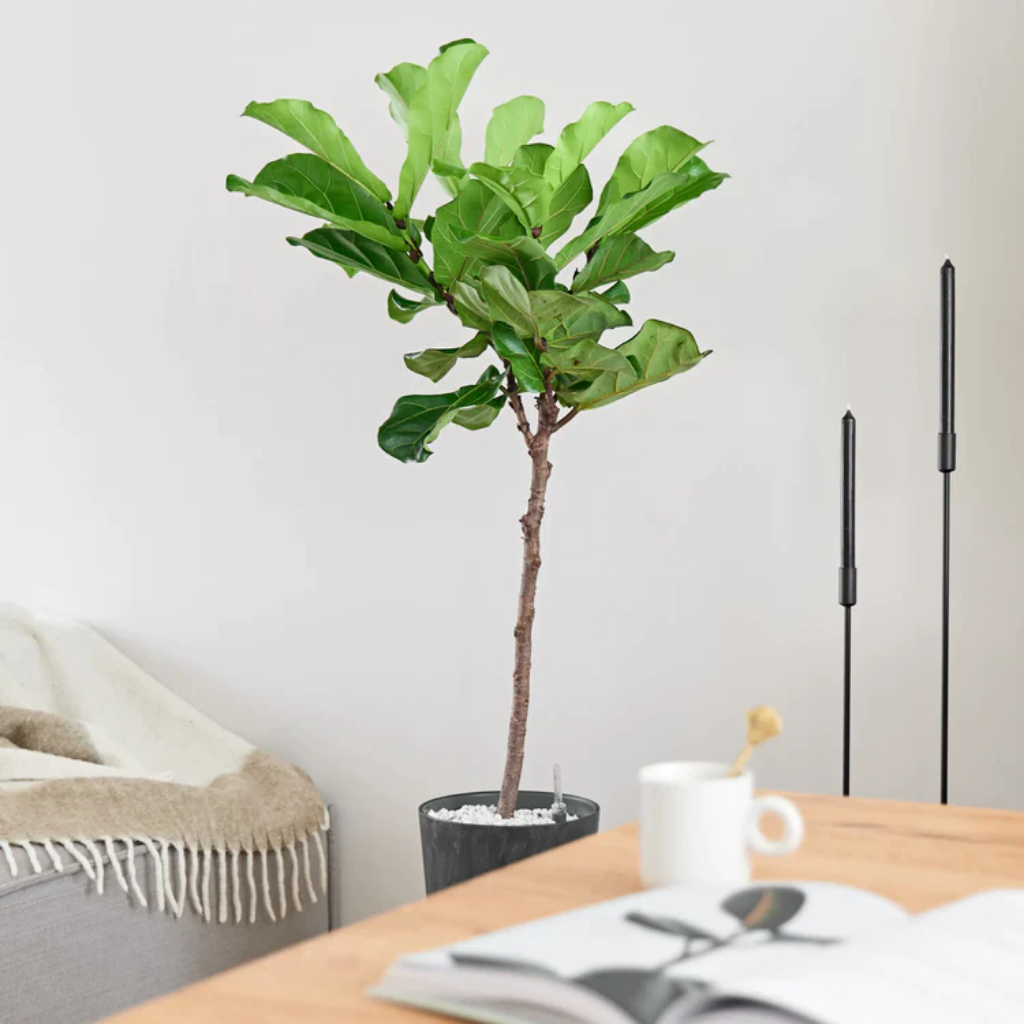 Tabaksplant op stam (Ficus Lyrata) op hydrocultuur – 150 x 27 cm