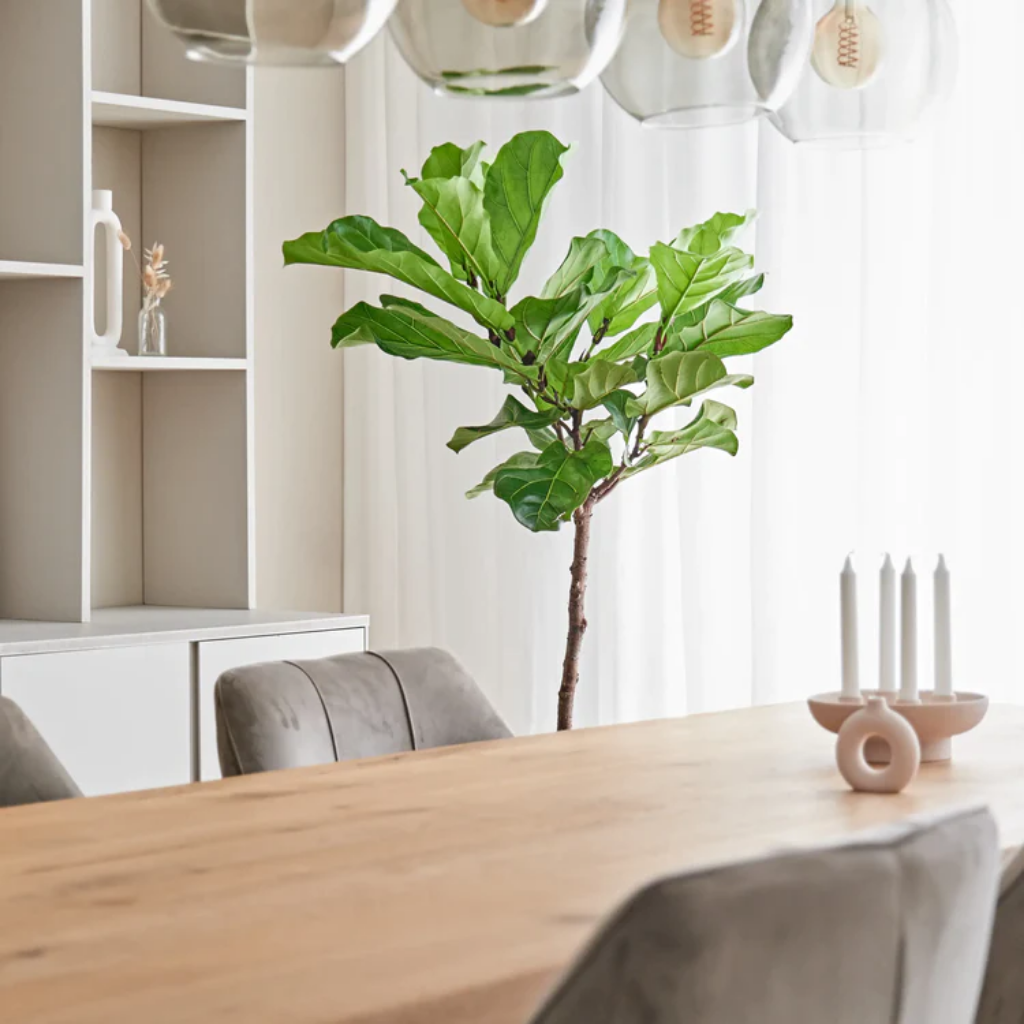Tabaksplant op stam (Ficus Lyrata) op hydrocultuur – 150 x 27 cm