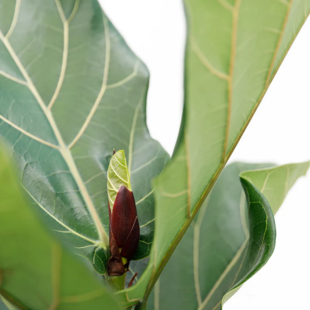 Tabaksplant op stam (Ficus Lyrata) op hydrocultuur – 150 x 27 cm