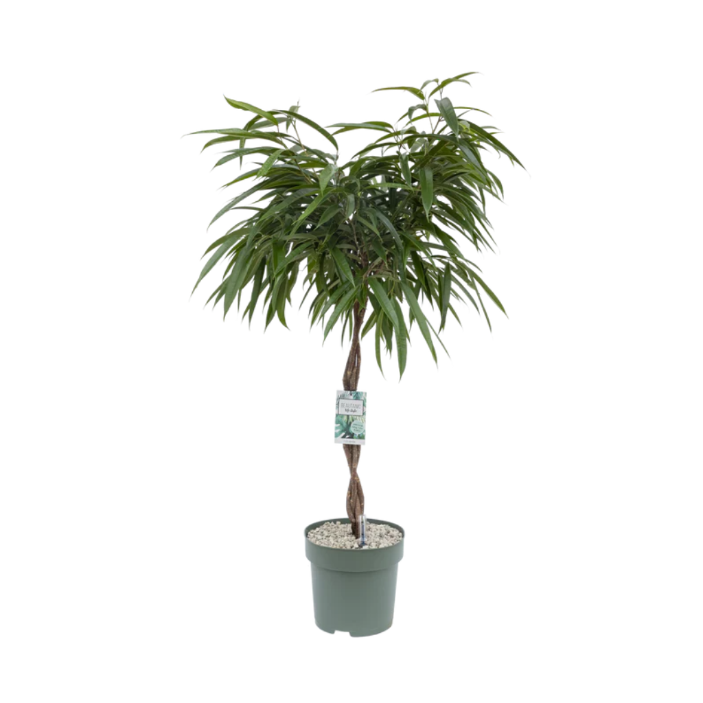 Ficus Alii (Ficus Mahori) 120 x 27 cm