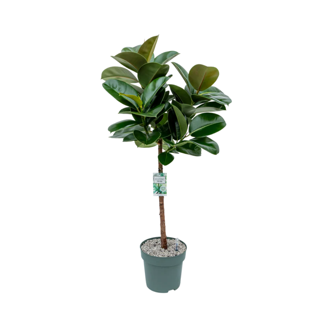 Ficus Makana (Elastica) 130 x 27 cm