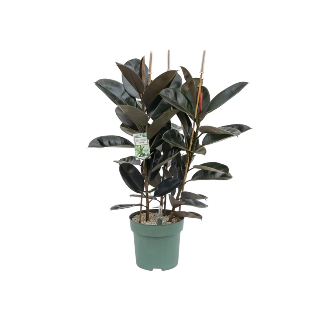 Rubberboom (Ficus Mandela) 130 x 30 cm