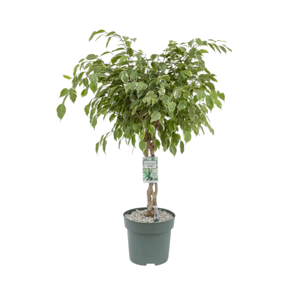 Ficus Golden King (Ficus Safrana) 110 x 27 cm