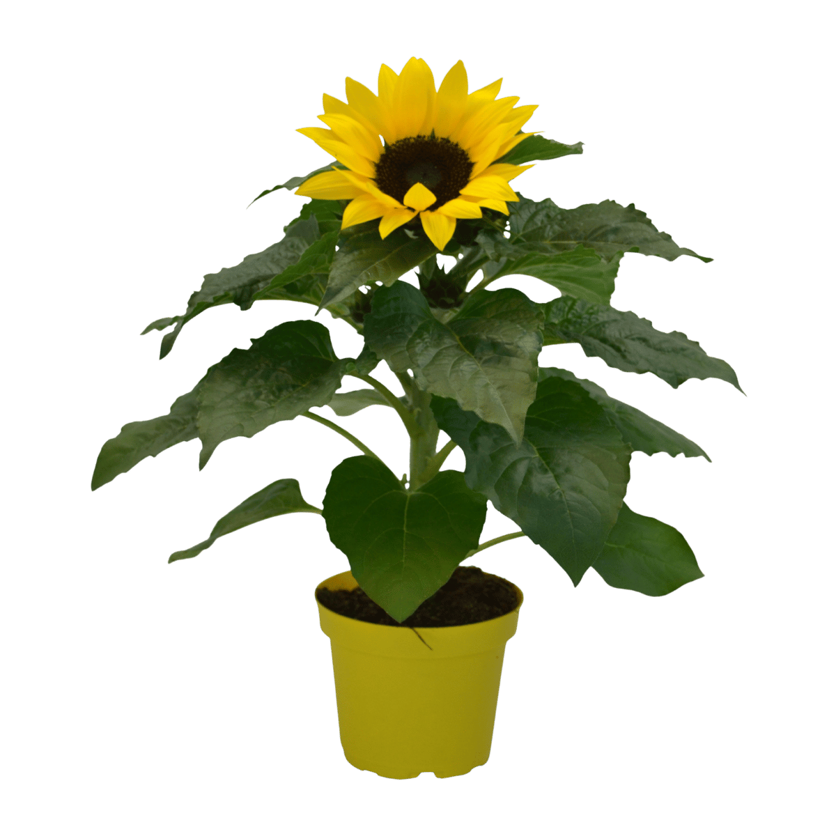 Zonnebloemen (Helianthus) H 30 ⌀ 12 cm