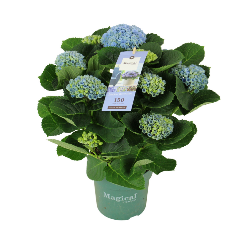 Hortensia Blauw (Hydrangea Macrophylla Magical Revolution) H 40 ø 14 cm
