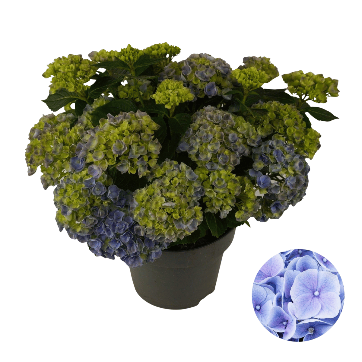 Hortensia (Hydrangea macrophylla Magical) H 45 ø 23 cm