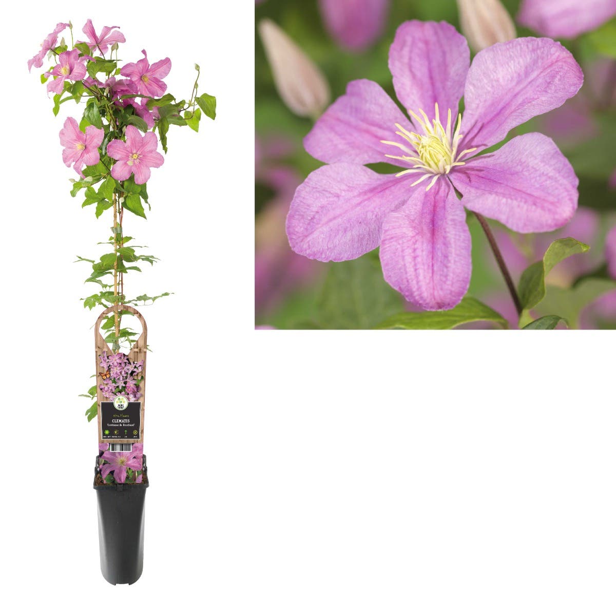 Bosrank (Clematis 'Comtesse de Bouchaud') H 90