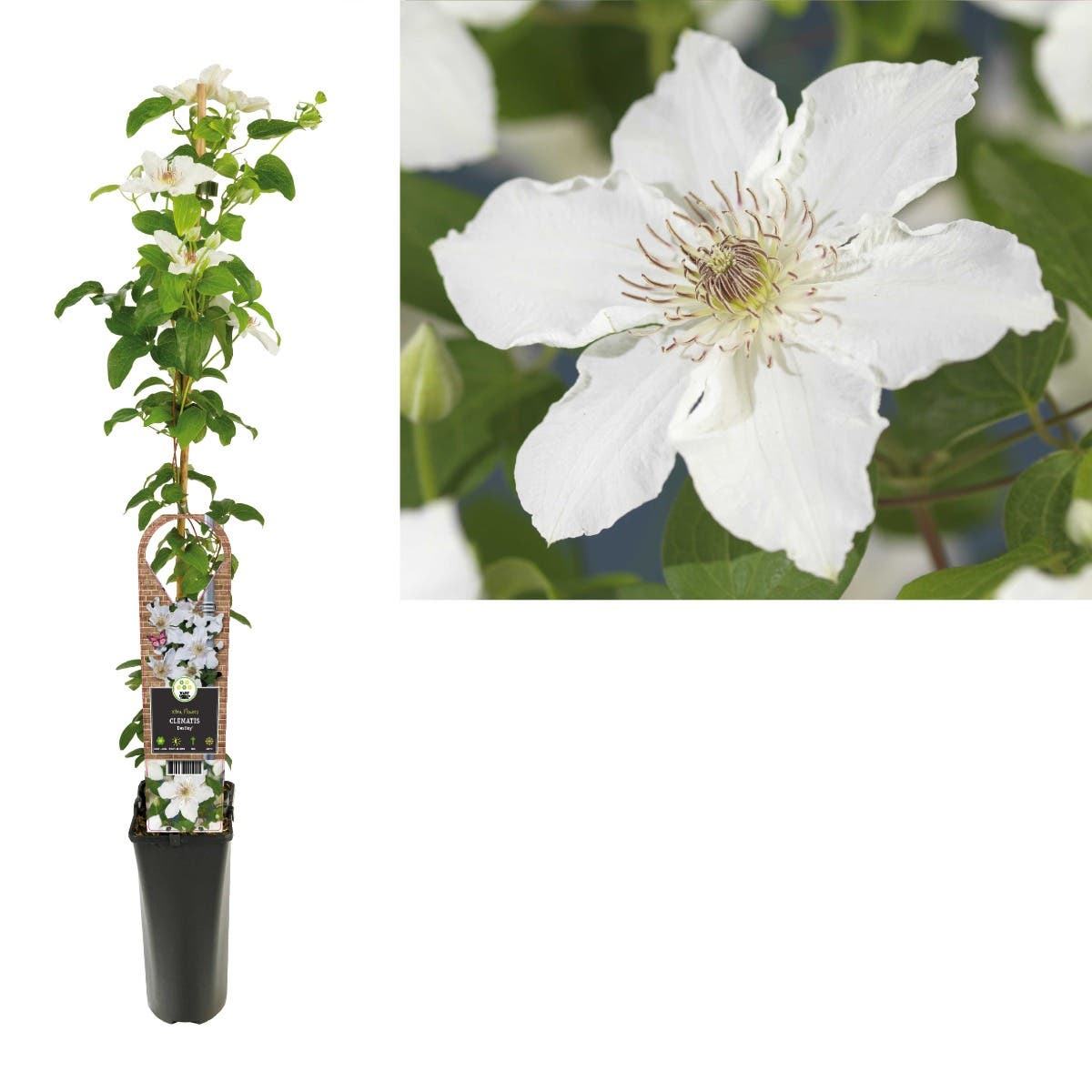 Bosrank (Clematis 'Destiny') H 90