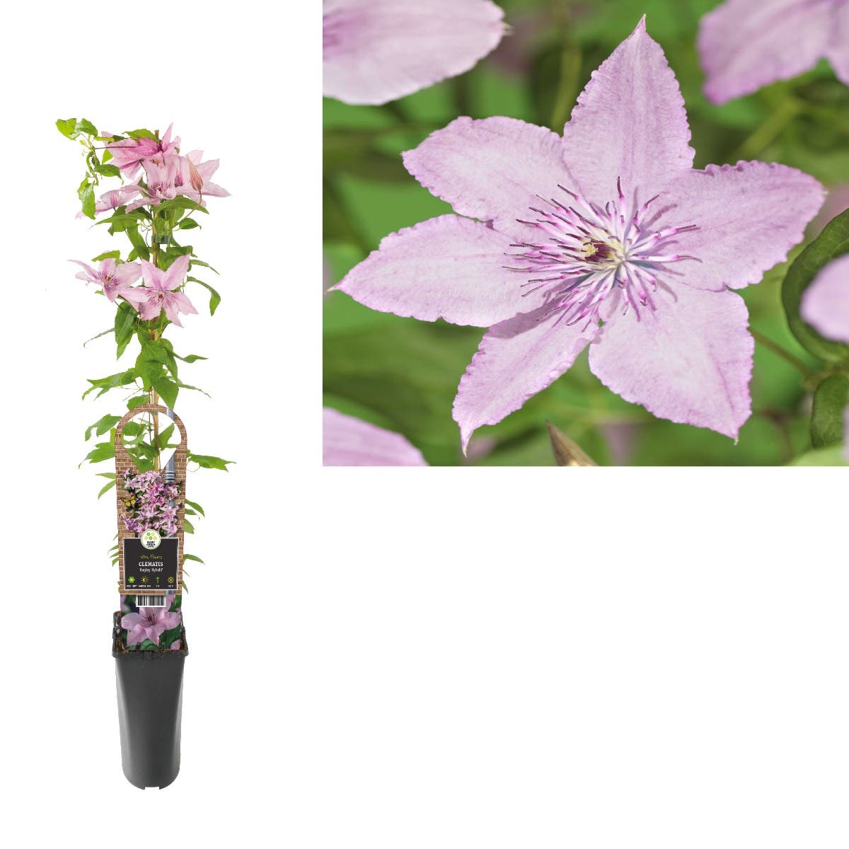 Bosrank (Clematis 'Hagley Hybrid') H 90