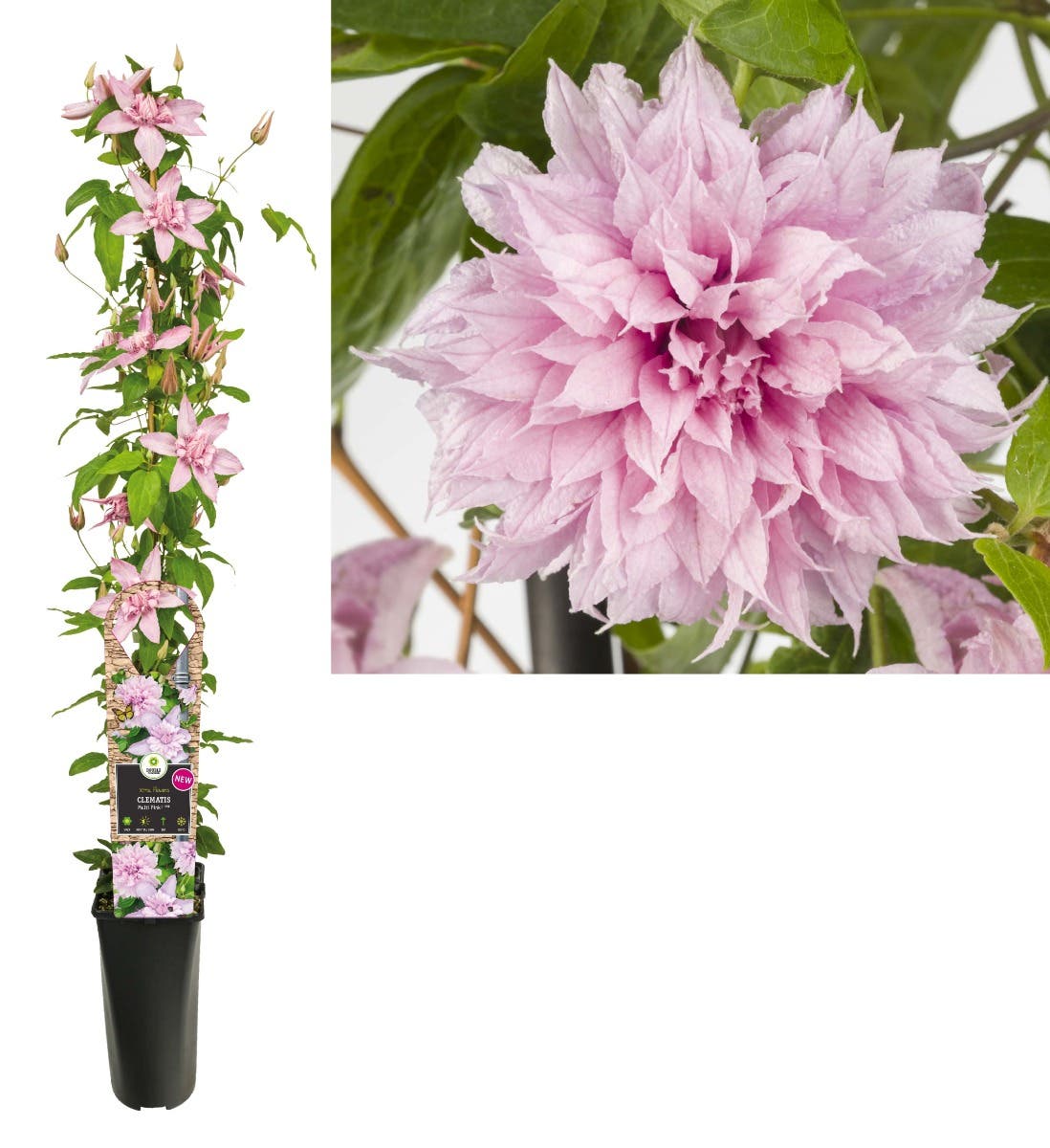 Bosrank (Clematis Multi Pink® PBR) H 90
