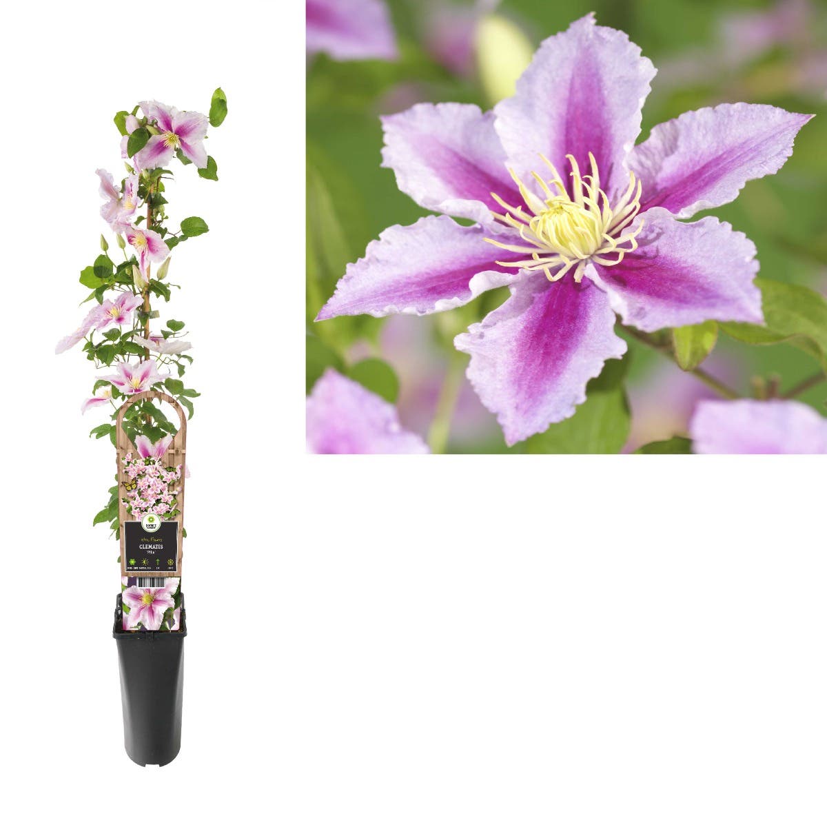 Bosrank (Clematis 'Piilu') H 90