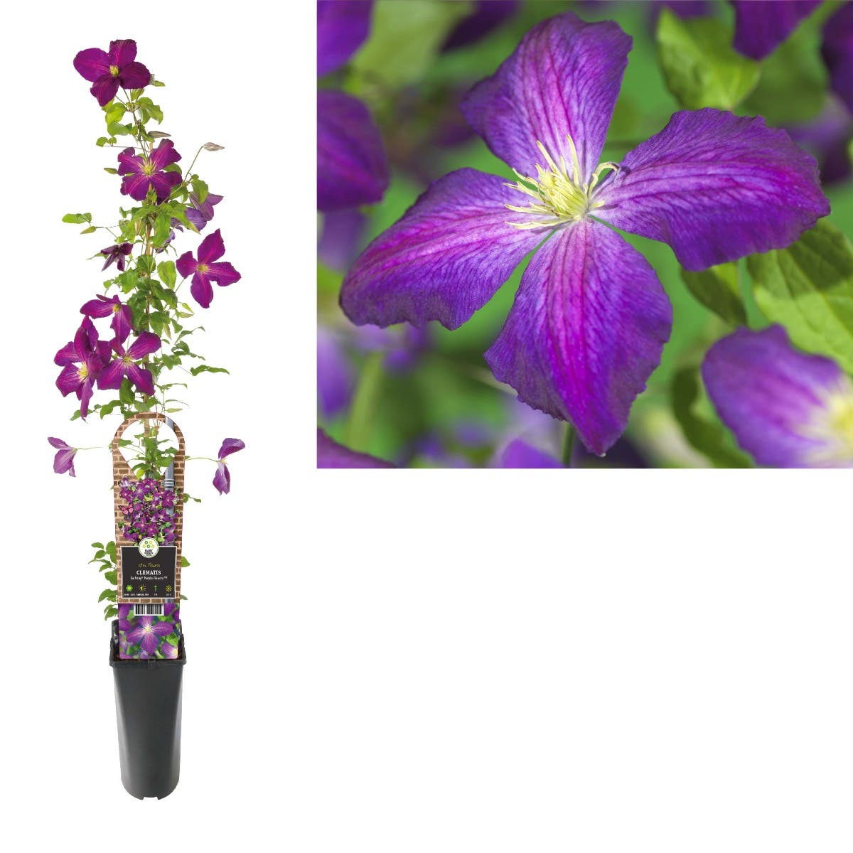 Bosrank (Clematis So Many® Purple Flowers PBR) H 90