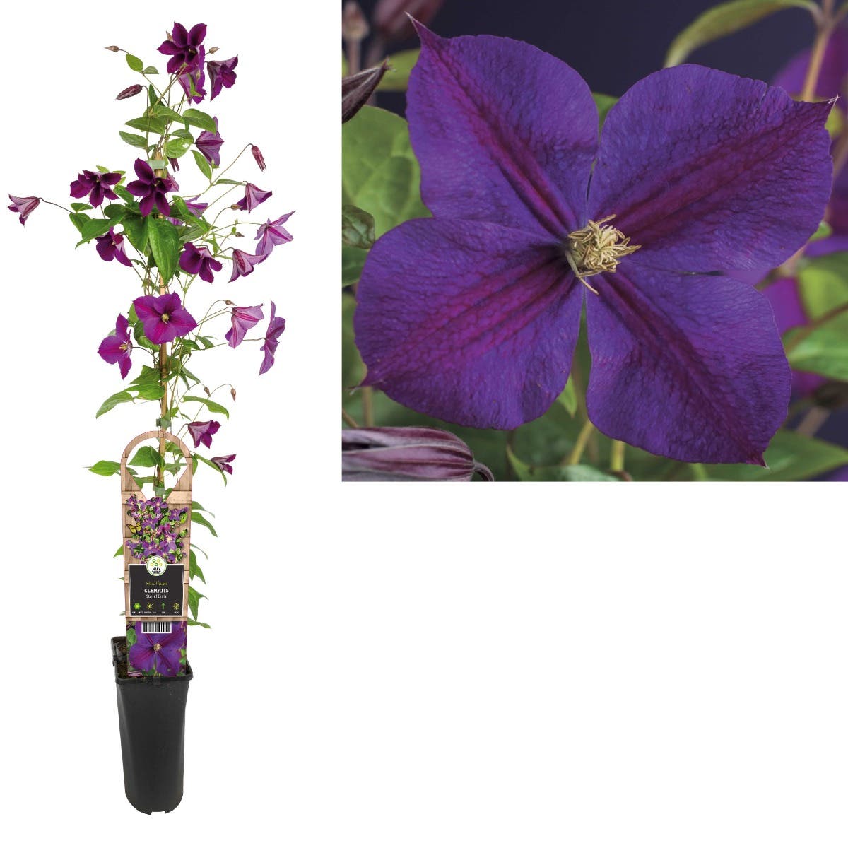 Bosrank (Clematis 'Star of India') H 90