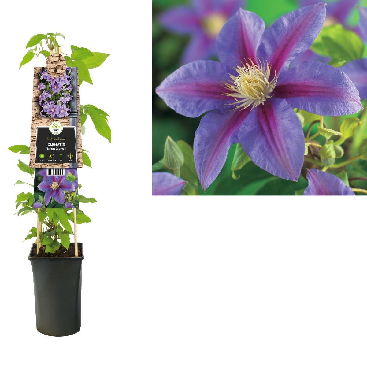 Bosrank (Clematis 'Barbara Jackman') H 75