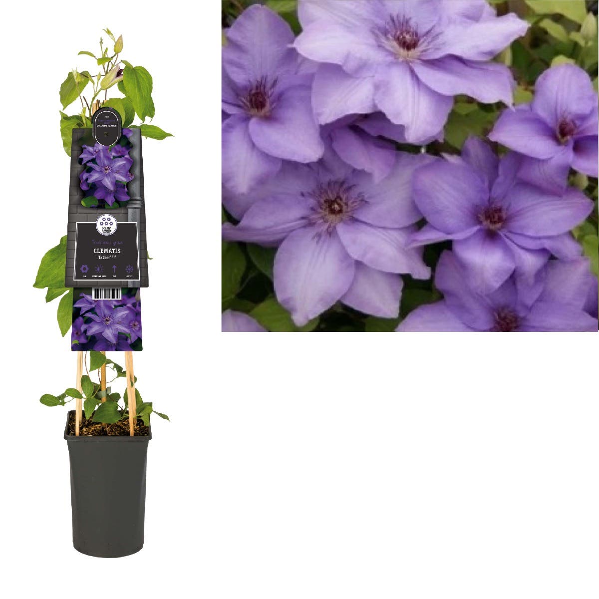 Bosrank (Clematis 'Esther' PBR) H 75