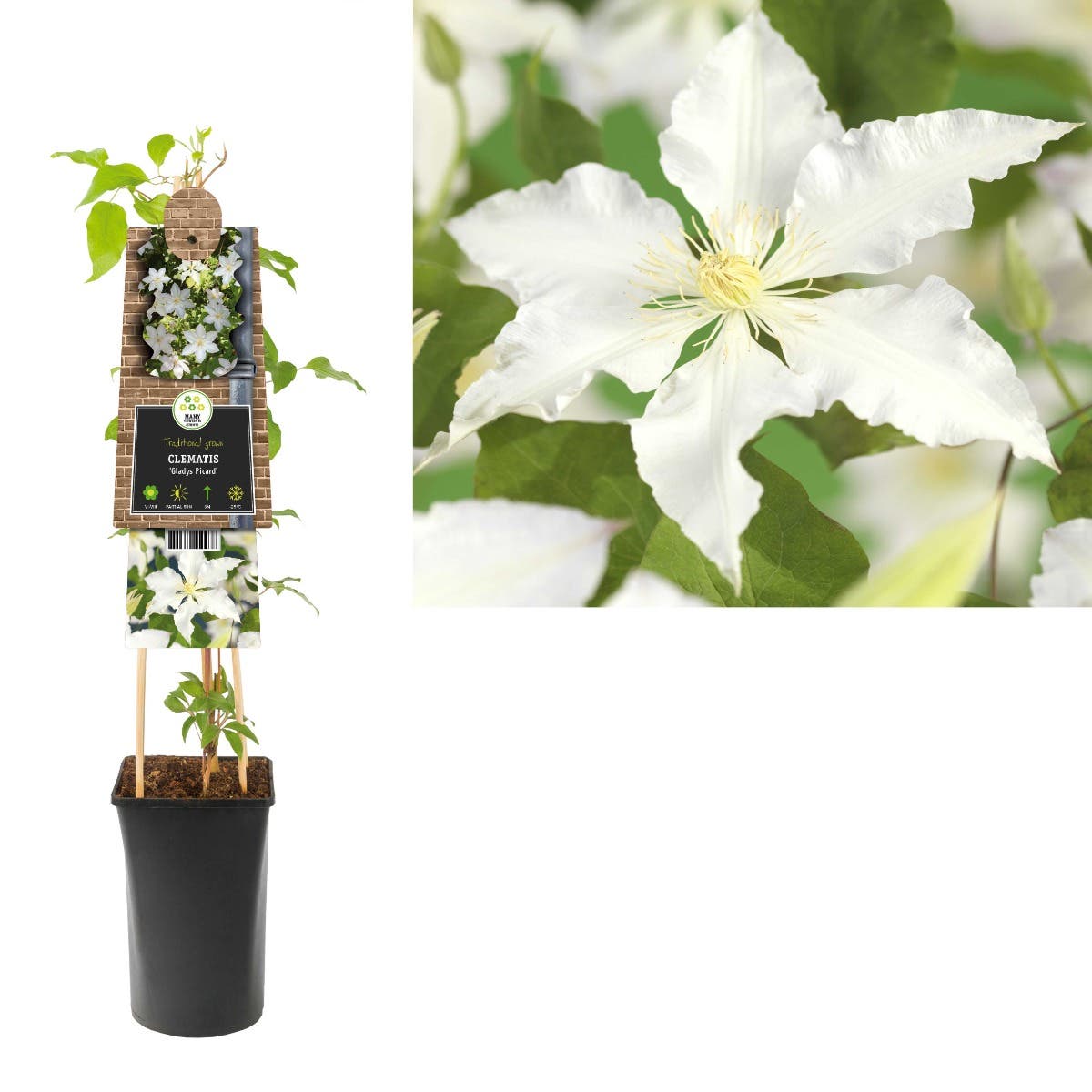 Bosrank (Clematis 'Gladys Picard') H 75