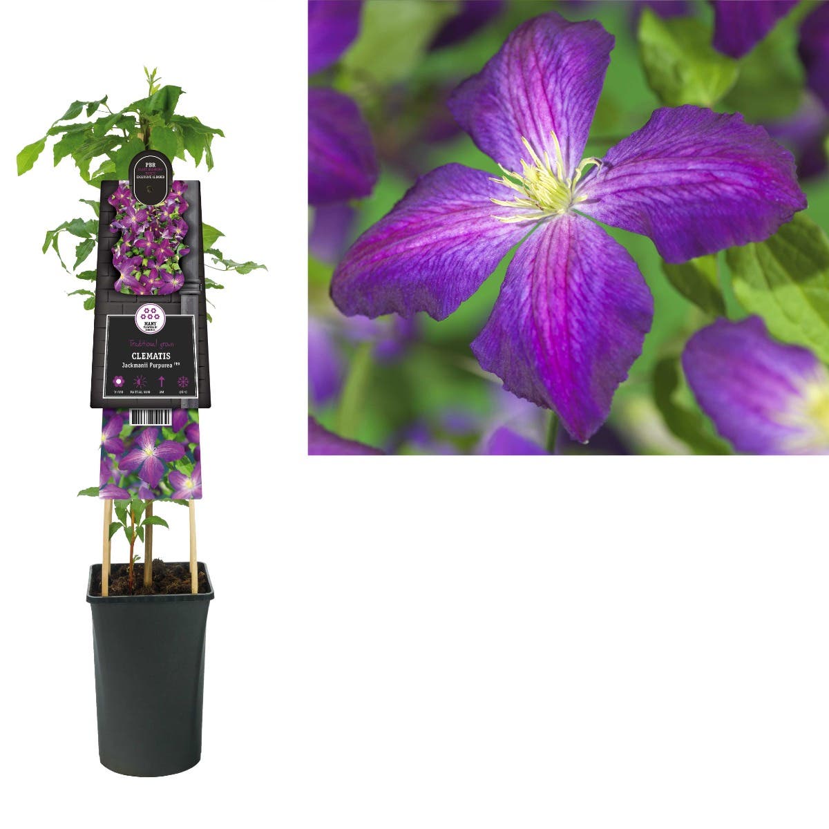 Bosrank (Clematis Jackmanii Purpurea PBR) H 75