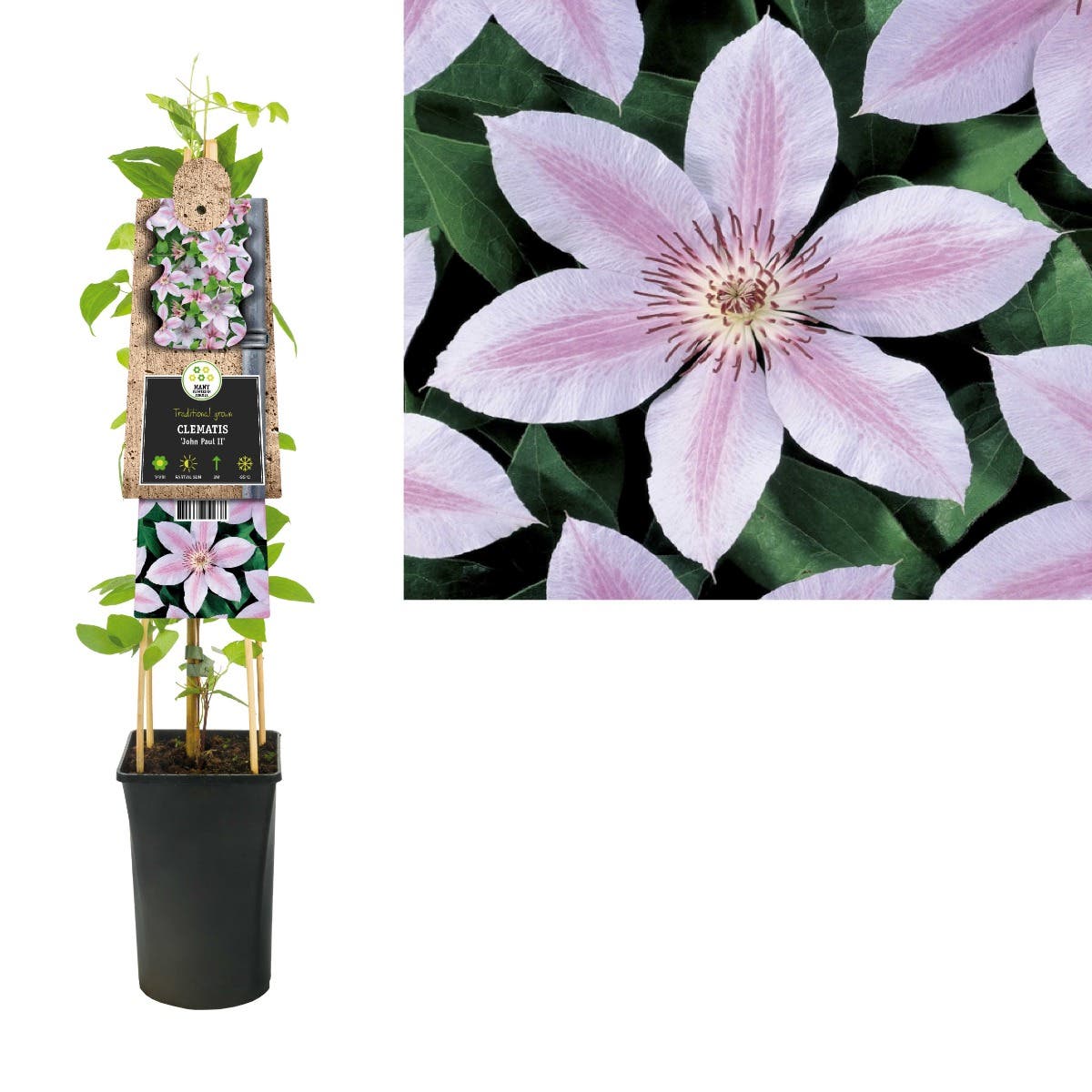 Bosrank (Clematis 'John Paul II') H 75