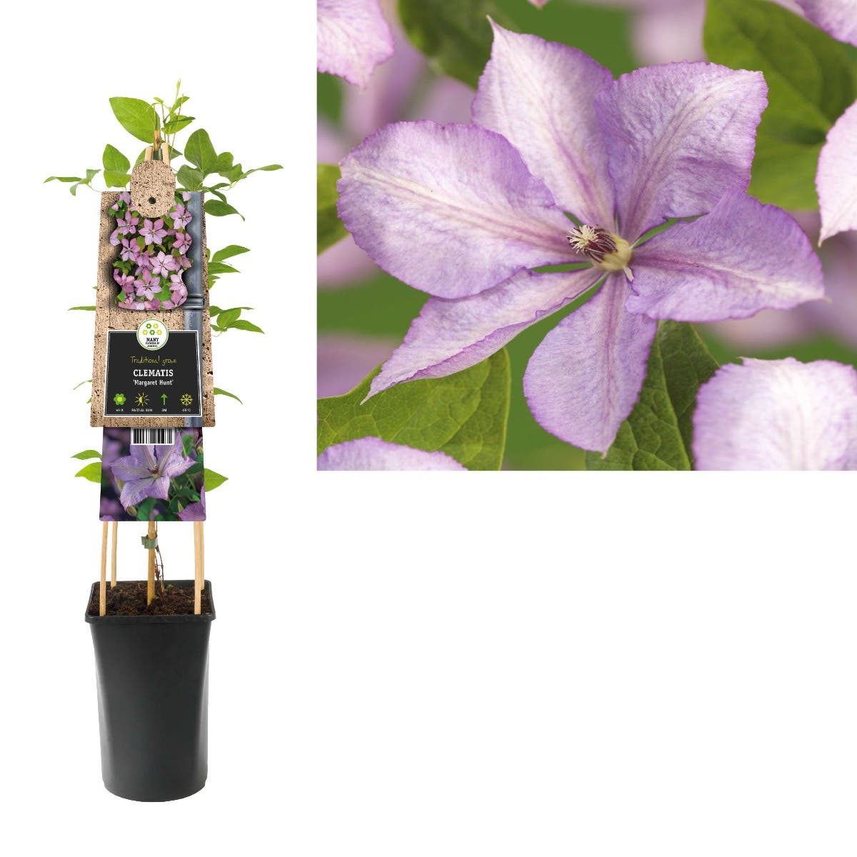 Bosrank (Clematis 'Margaret Hunt') H 75
