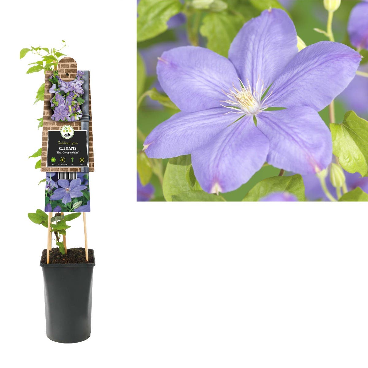 Bosrank (Clematis 'Mrs. Cholmondeley') H 75