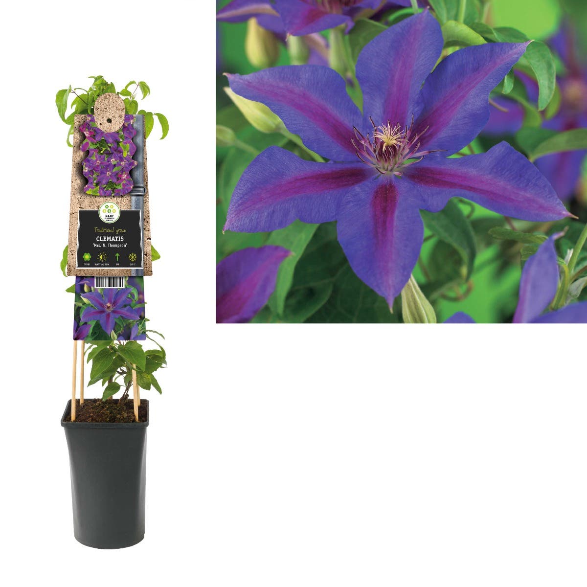Bosrank (Clematis 'Mrs. N. Thompson') H 75