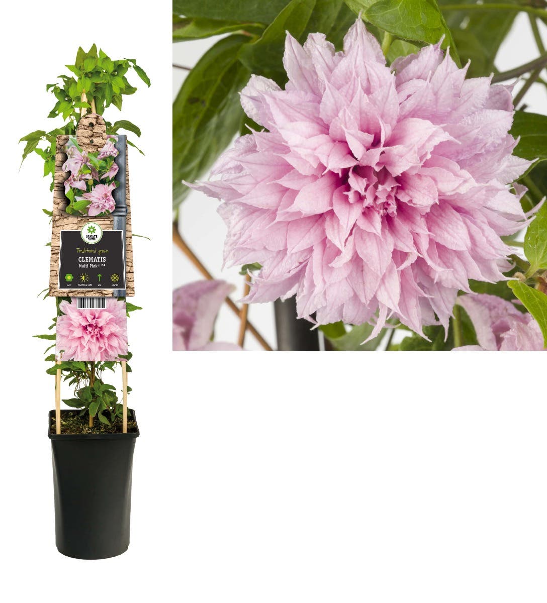 Bosrank (Clematis Multi Pink® PBR) H 75