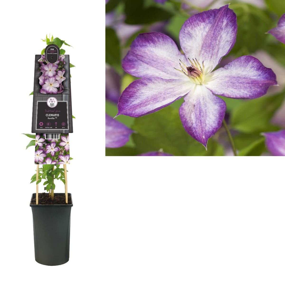Bosrank (Clematis Pernille PBR) H 75