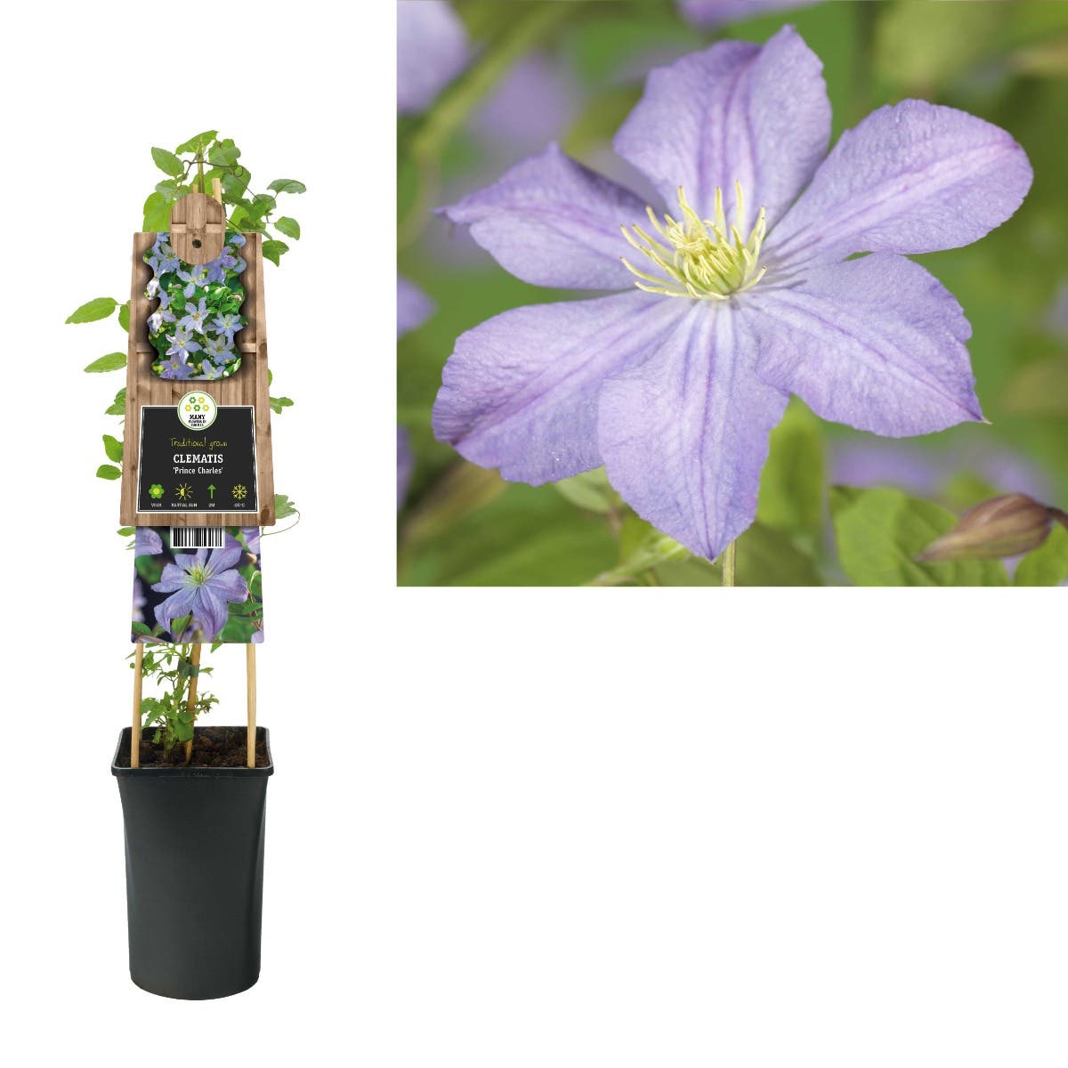 Bosrank (Clematis 'Prince Charles') H 75