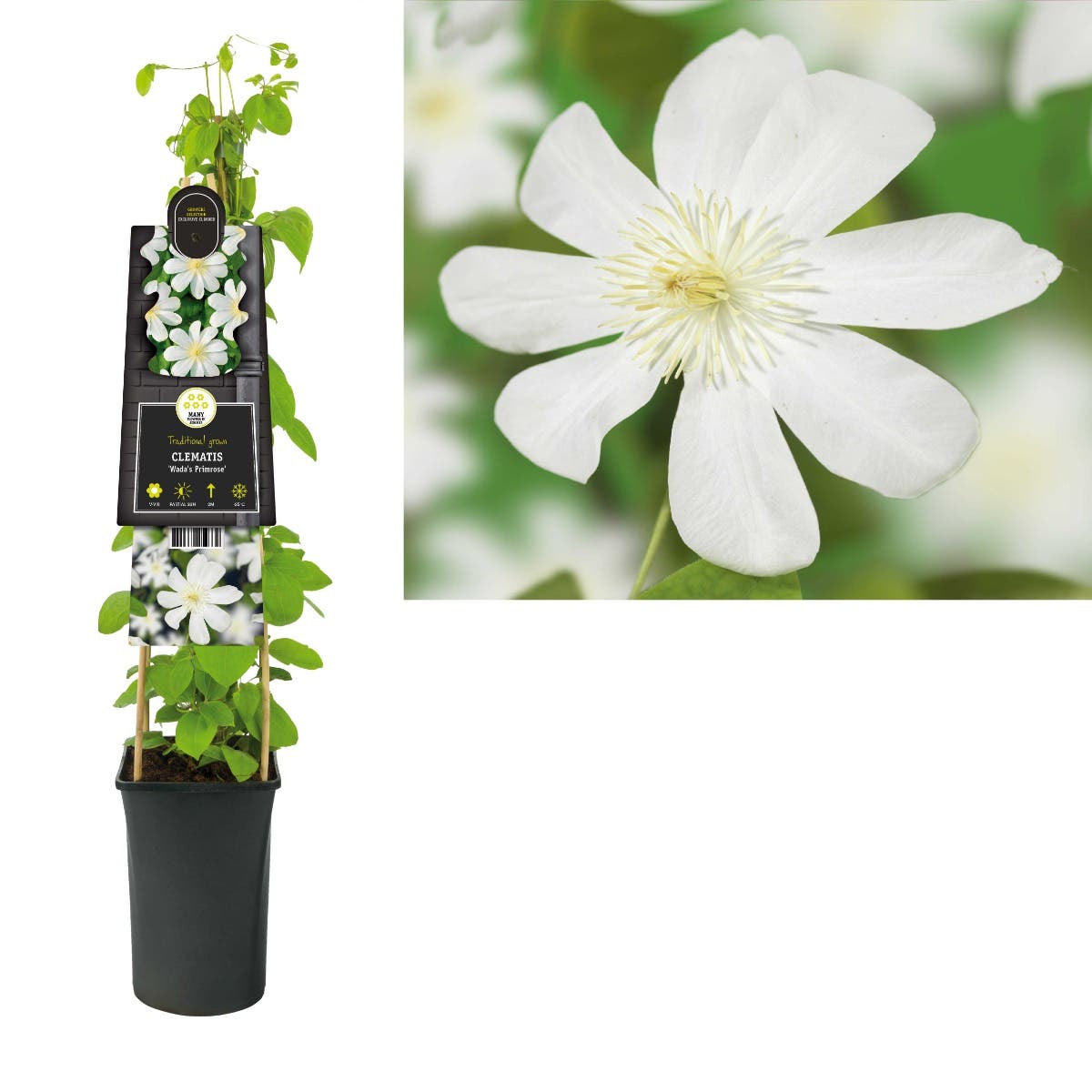 Bosrank (Clematis 'Wada's Primrose') H 75