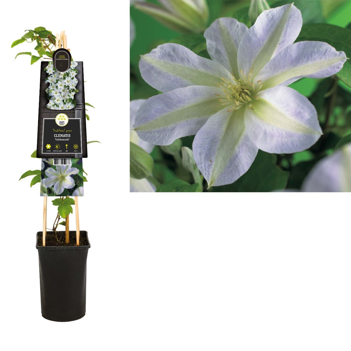 Bosrank (Clematis 'Yukikomachi') H 75