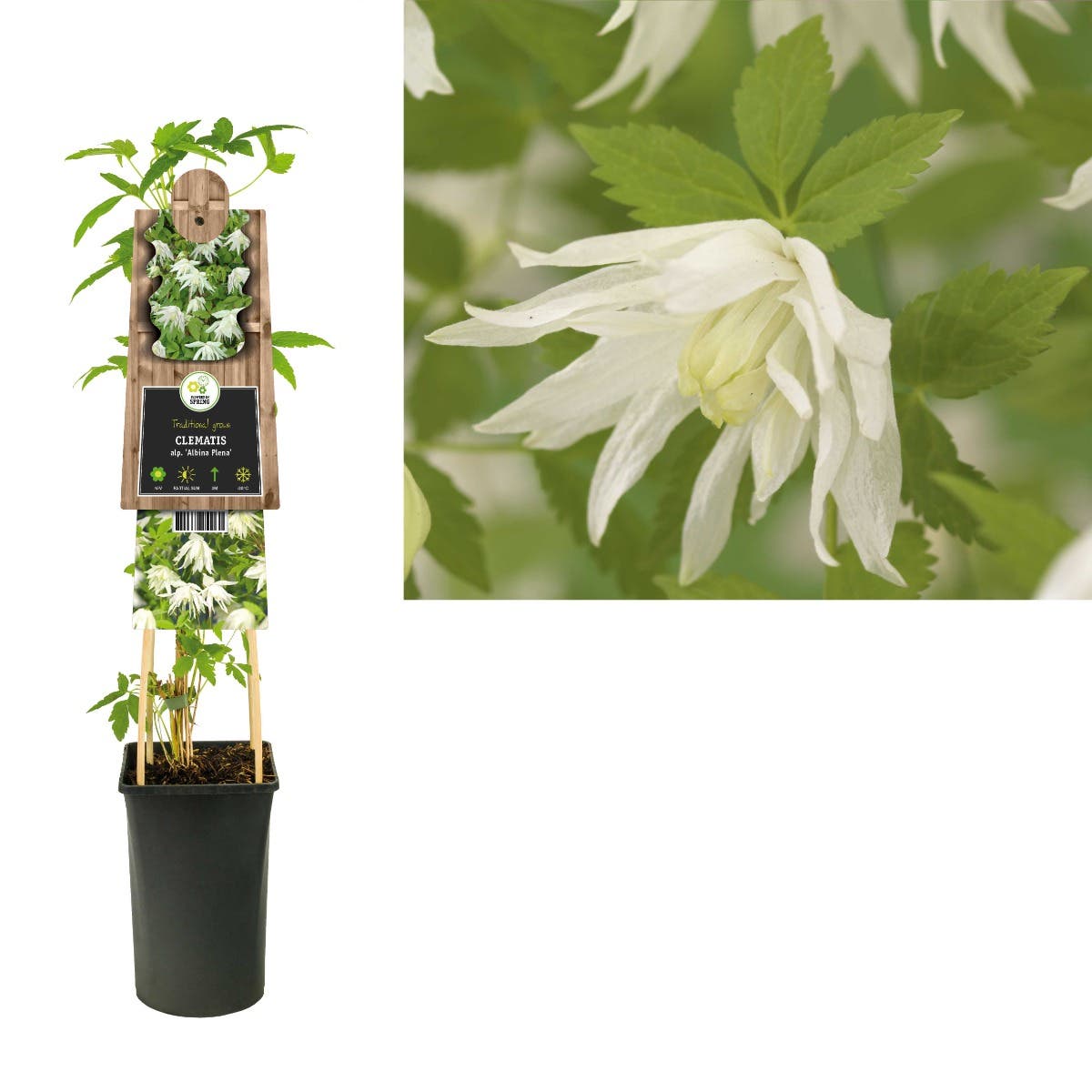 Bosrank (Clematis alp. 'Albina Plena') H 75